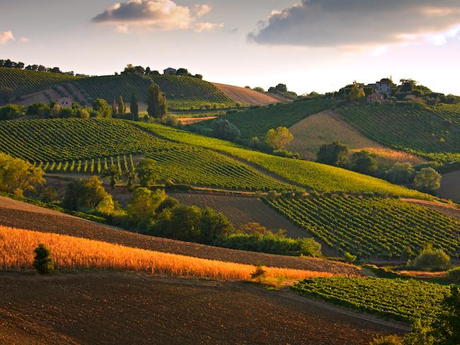 出口增速高于大区平均值三倍 杰西堡的维迪奇（Verdicchio dei Castelli di Jesi DOC）法定产区葡萄酒将启用国家级防伪标签