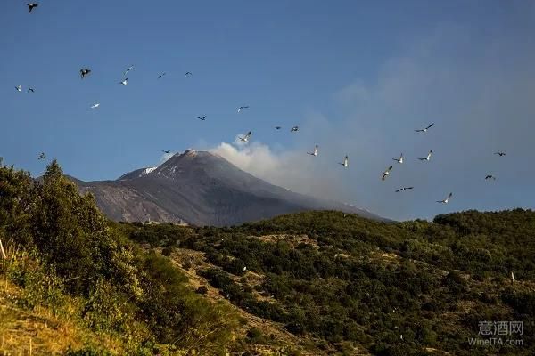 埃特纳,Etna,美食编年志,Chronache di Gusto,WineITA团队