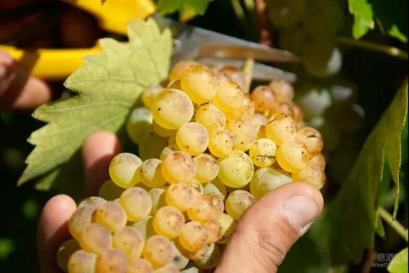 Vernaccia di San Gimignano,圣吉米亚诺的维奈恰,托斯卡纳,WineITA团队