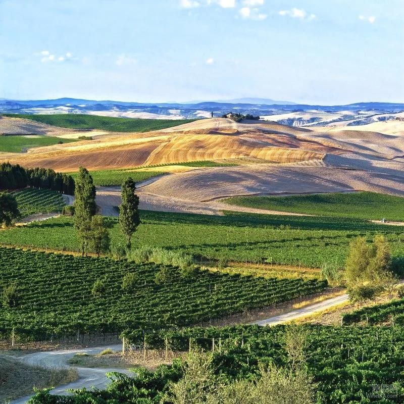 托斯卡纳,蒙塔奇诺,Toscana,Montalcino,加利福利亚州,纳帕谷,WineITA团队