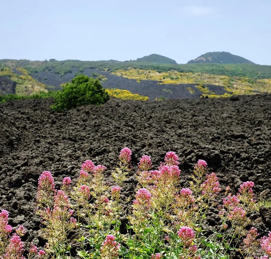 西西里,多娜佳塔,Donnafugata,José Rallo,WineITA团队