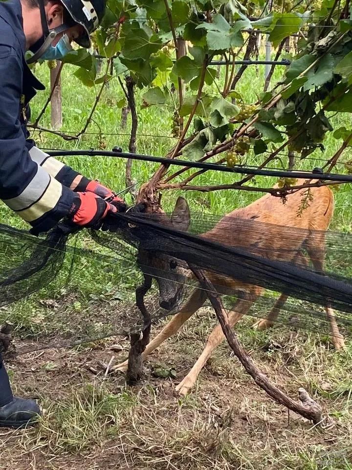 野生动物,狍子,野猪,破坏葡萄园