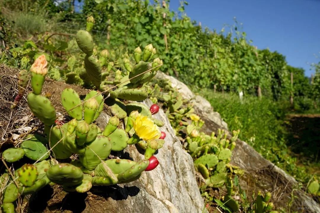 伦巴第,内比奥罗,Valtellina,瓦泰利纳,冬奥会,米兰