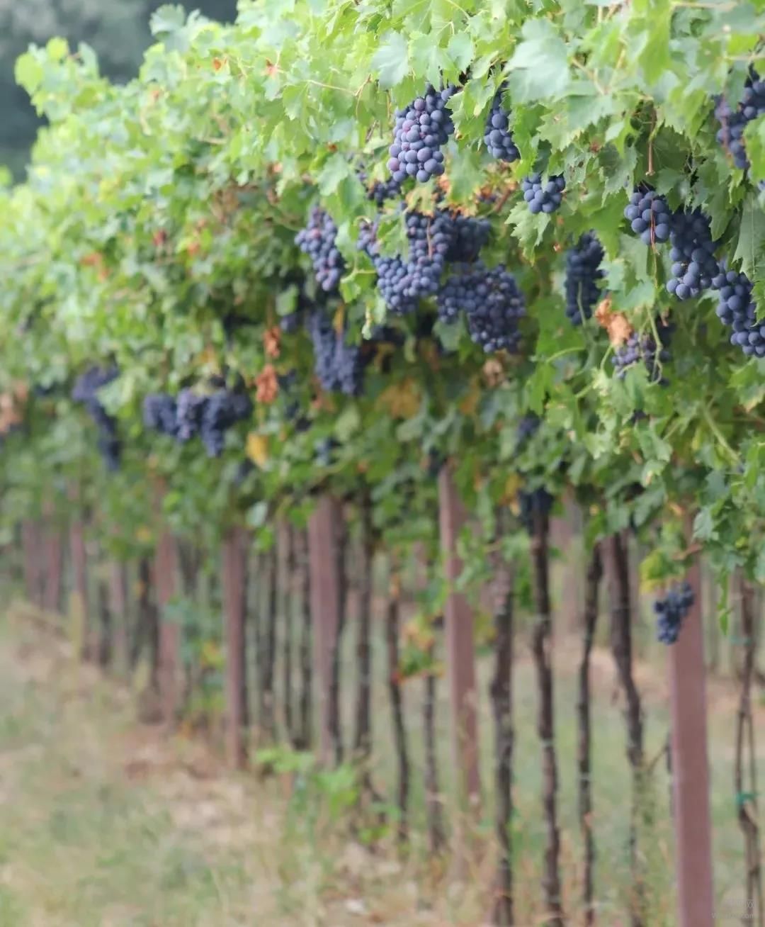 威尼托,阿玛罗奈,瓦玻利切拉,里帕索,朗格,Valpolicella,Veneto