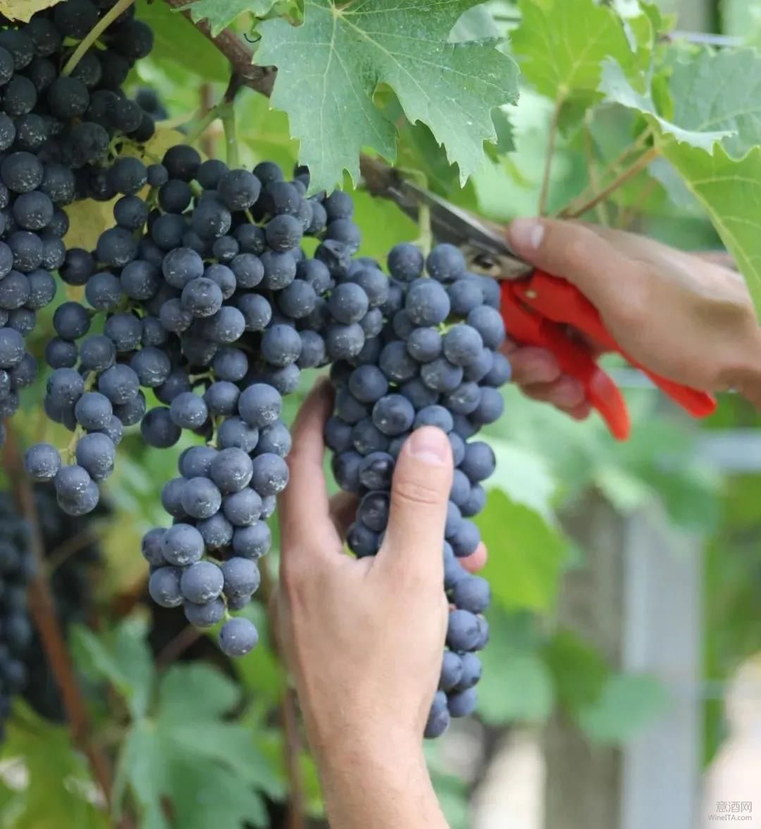 威尼托,阿玛罗奈,瓦玻利切拉,里帕索,朗格,Valpolicella,Veneto